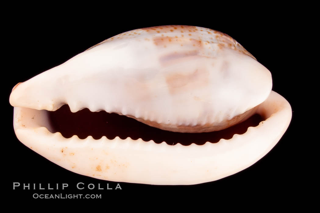 Dorsal-Blotched Greenish Cowrie., Cypraea subviridis dorsalis, natural history stock photograph, photo id 08048