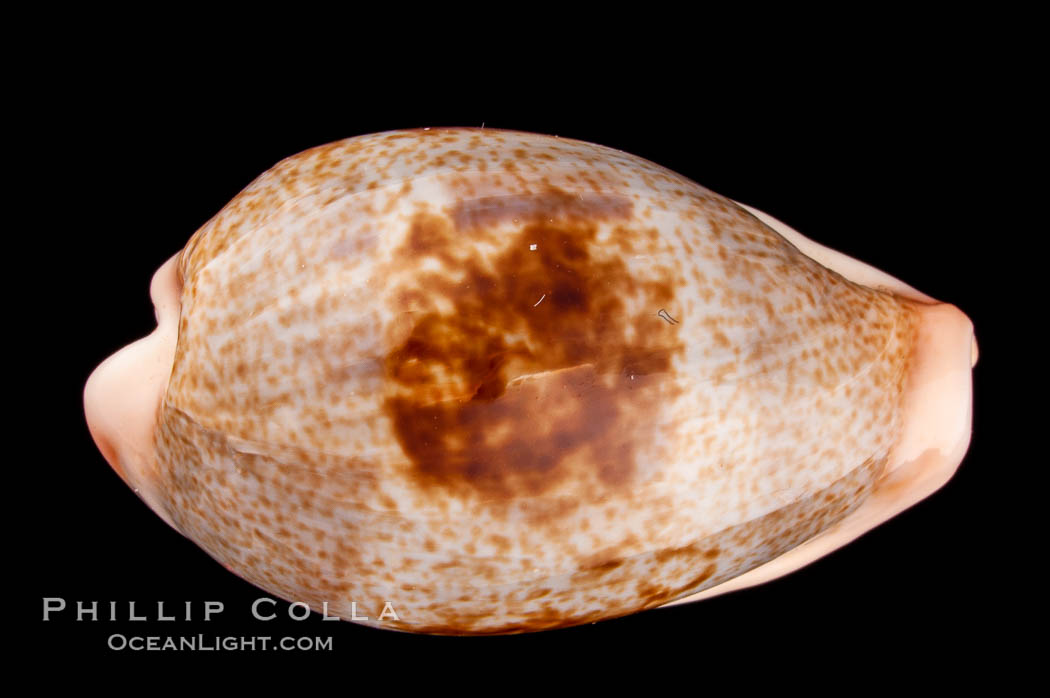 Dorsal-Blotched Greenish Cowrie., Cypraea subviridis dorsalis, natural history stock photograph, photo id 08047