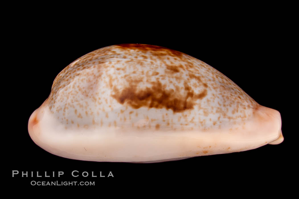 Dorsal-Blotched Greenish Cowrie., Cypraea subviridis dorsalis, natural history stock photograph, photo id 08049