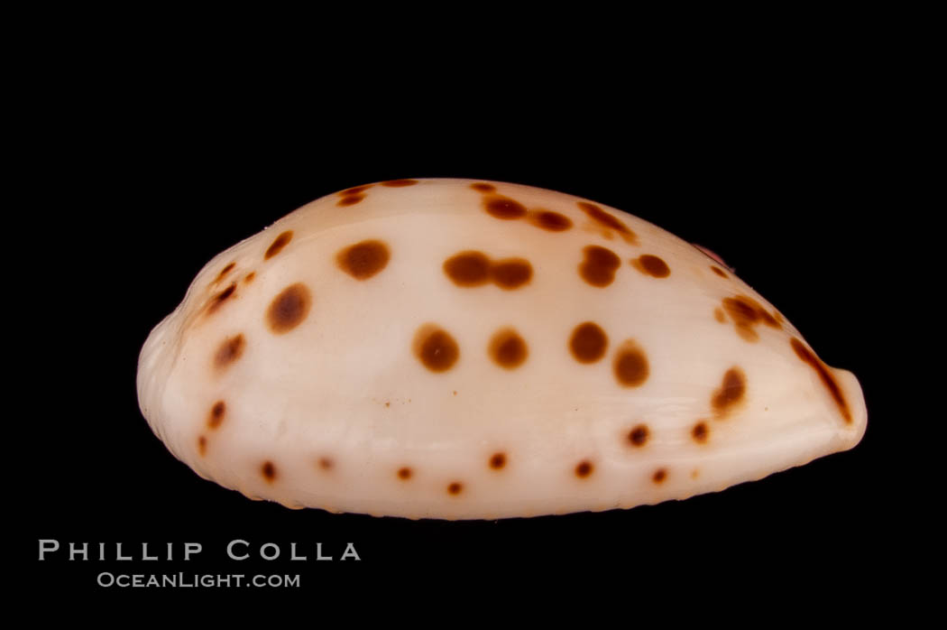 Dotted Cowrie., Cypraea punctata atomaria, natural history stock photograph, photo id 08067
