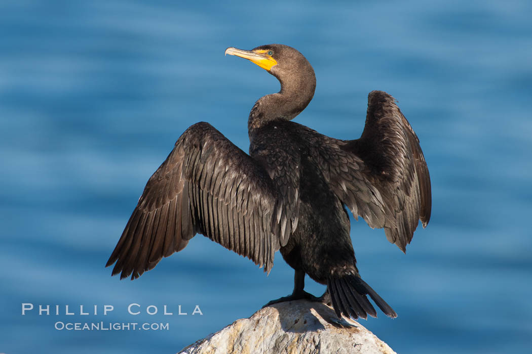 Double-crested cormorant drys its wings in the sun following a morning of foraging in the ocean, La Jolla cliffs, near San Diego. California, USA, Phalacrocorax auritus, natural history stock photograph, photo id 26530