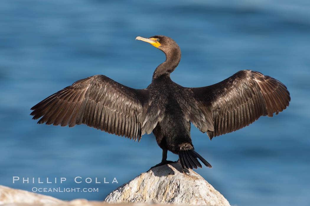 Double-crested cormorant drys its wings in the sun following a morning of foraging in the ocean, La Jolla cliffs, near San Diego. California, USA, Phalacrocorax auritus, natural history stock photograph, photo id 26529
