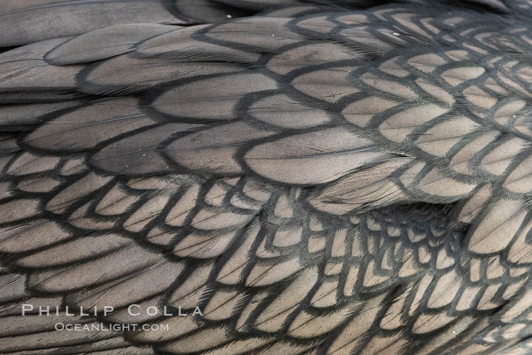 Double-crested cormorant feather detail, La Jolla, California, USA, Phalacrocorax auritus
