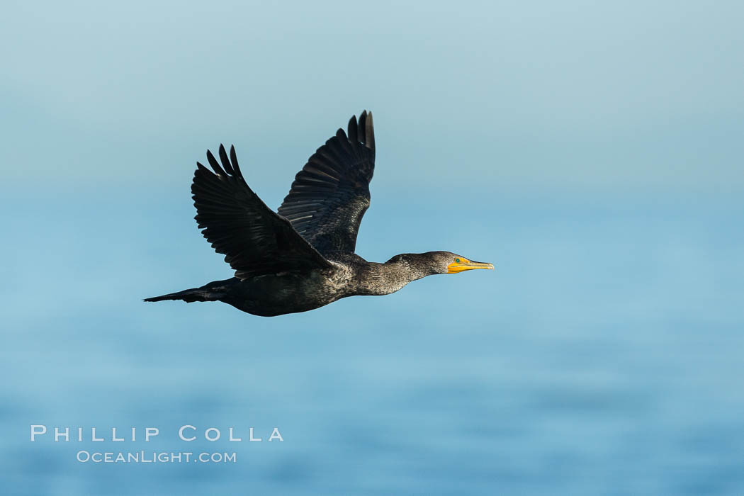 Double-crested cormorant in flight, La Jolla. California, USA, Phalacrocorax auritus, natural history stock photograph, photo id 30389