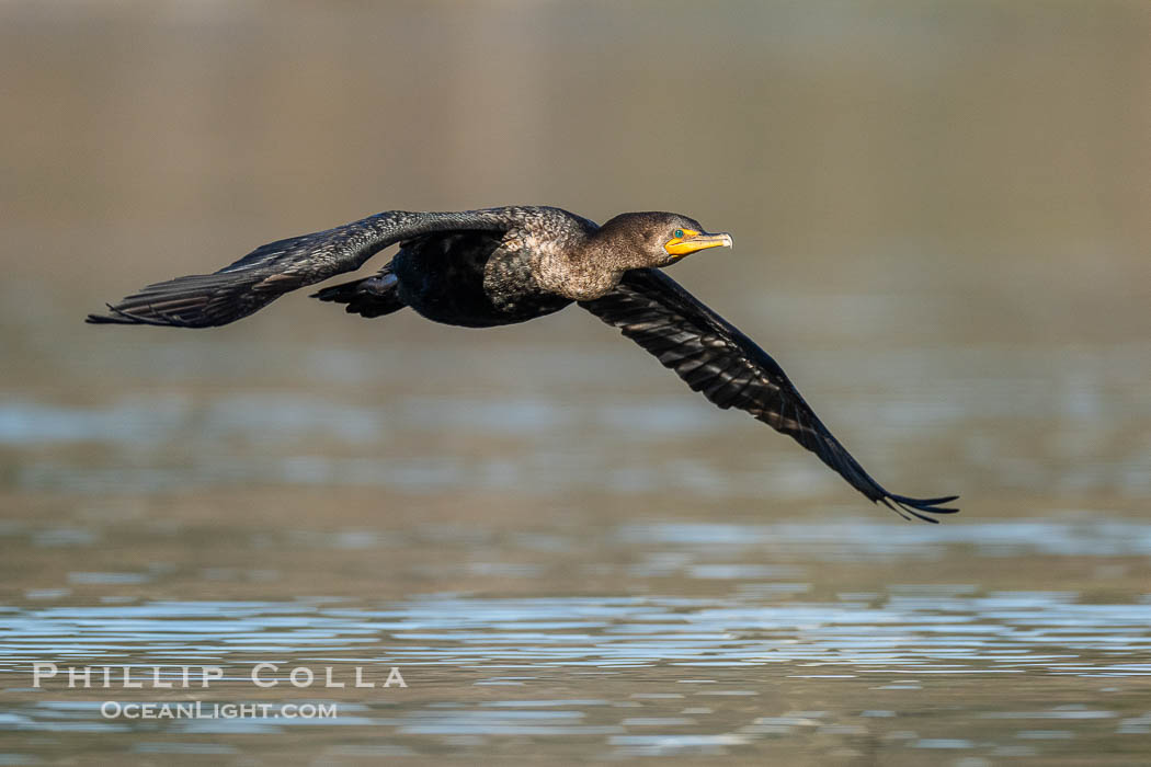 Double crested cormorant flying over Lake Wohlford, Phalacrocorax auritus., natural history stock photograph, photo id 41563