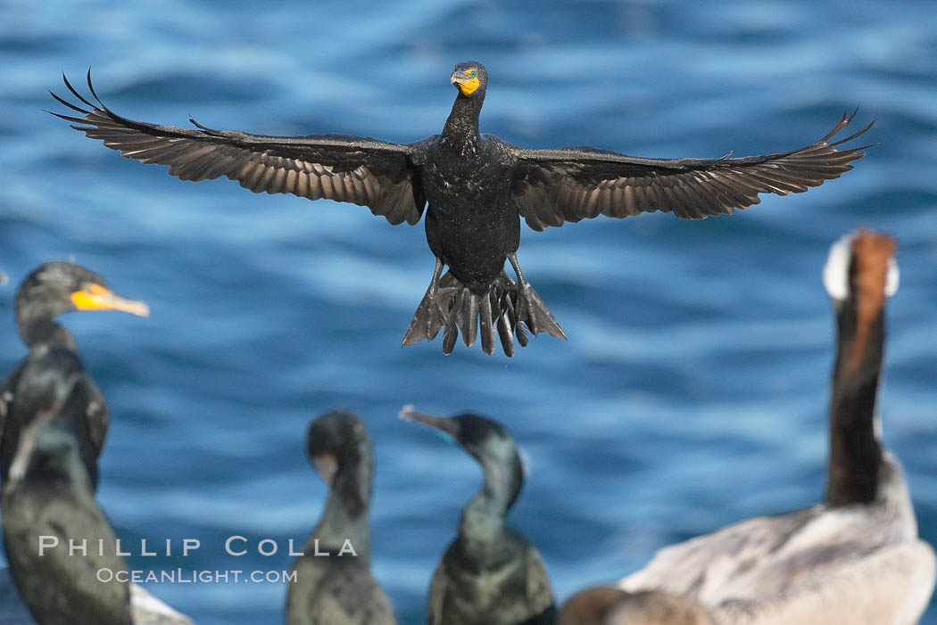 Double-crested cormorant in flight, slowing to land among other cormorants and pelicans. La Jolla, California, USA, Phalacrocorax auritus, natural history stock photograph, photo id 18470