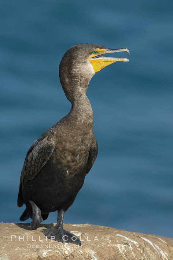 Double-crested cormorant. La Jolla, California, USA, Phalacrocorax auritus, natural history stock photograph, photo id 20174