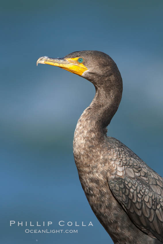 Double-crested cormorant. La Jolla, California, USA, Phalacrocorax auritus, natural history stock photograph, photo id 20330