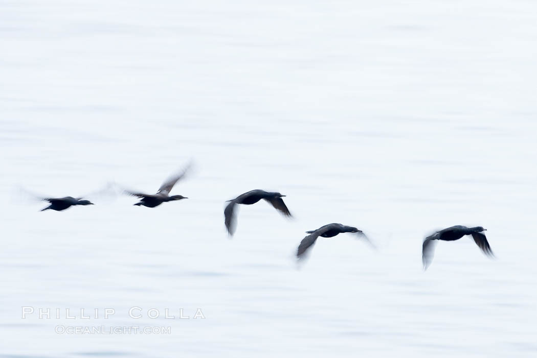 Double-crested cormorants in flight at sunrise, long exposure produces a blurred motion. La Jolla, California, USA, Phalacrocorax auritus, natural history stock photograph, photo id 20462