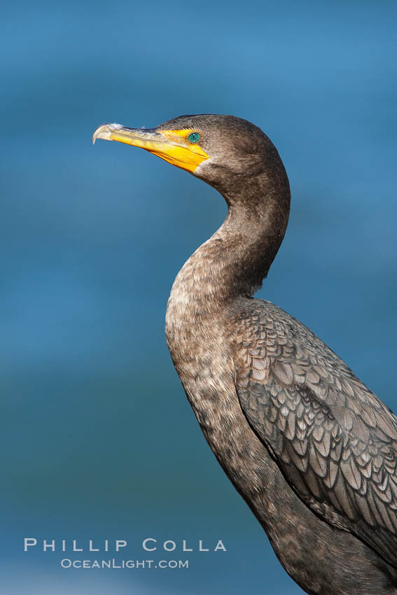 Double-crested cormorant, breeding plumage showing tufts. La Jolla, California, USA, Phalacrocorax auritus, natural history stock photograph, photo id 20954