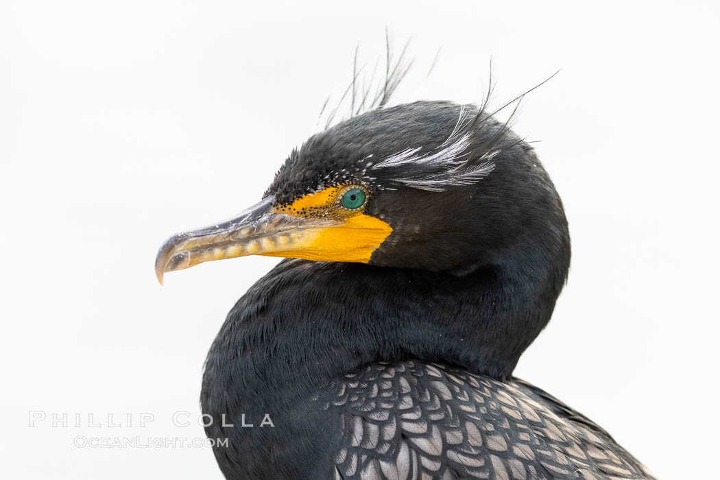 Double-crested cormorant, breeding plumage showing tufts. La Jolla, California, USA, Phalacrocorax auritus