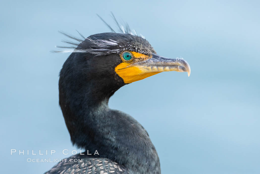 Double-crested cormorant, breeding plumage showing tufts. La Jolla, California, USA., Phalacrocorax auritus, natural history stock photograph, photo id 36771