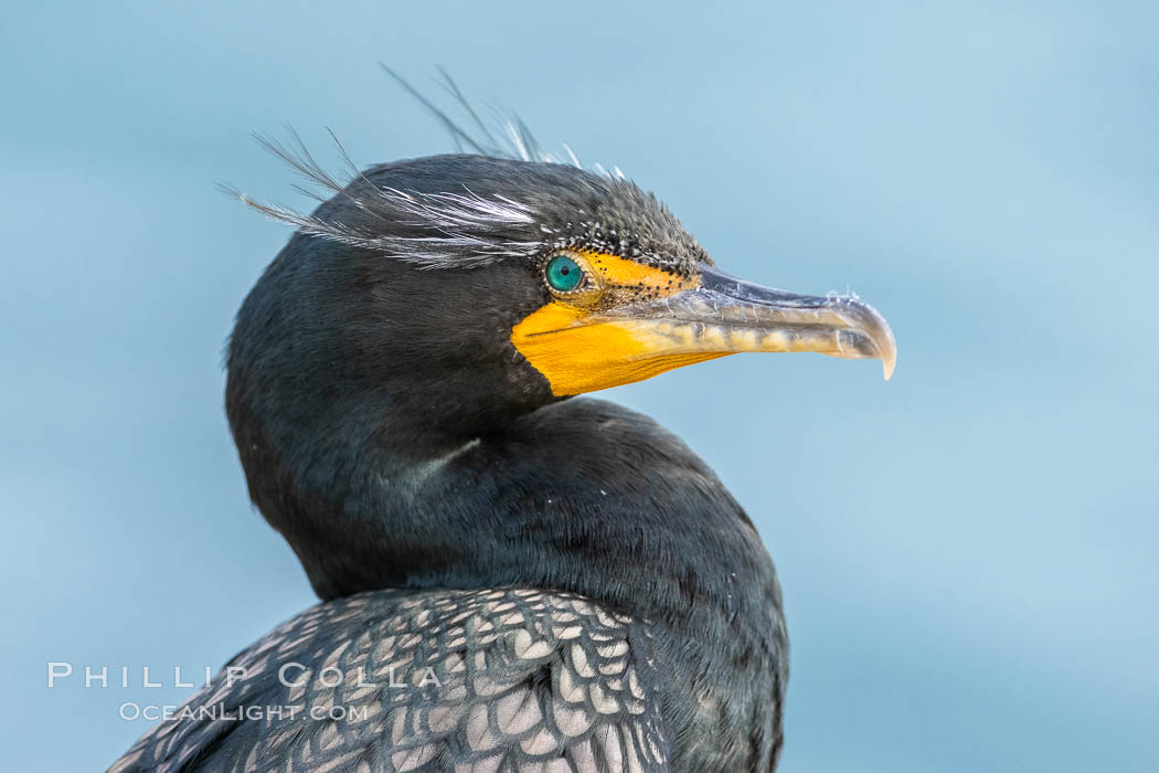 Double-crested cormorant in breeding plumage showing crest feathers on head. La Jolla, California, USA., Phalacrocorax auritus, natural history stock photograph, photo id 36769