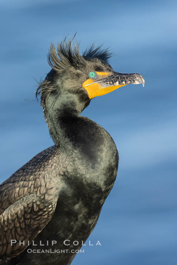 Double-crested cormorant nuptial crests, tufts of feathers on each side of the head, plumage associated with courtship and mating, Phalacrocorax auritus, La Jolla, California Double-crested cormorant nuptial crests, tufts of feathers on each side of the head, plumage associated with courtship and mating, Phalacrocorax auritus, La Jolla, California