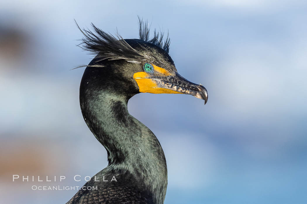 Double-crested cormorant nuptial crests, tufts of feathers on each side of the head, plumage associated with courtship and mating. La Jolla, California, USA, Phalacrocorax auritus, natural history stock photograph, photo id 36847