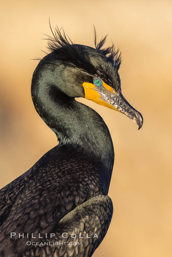 Double-crested cormorant nuptial crests, tufts of feathers on each side of the head, plumage associated with courtship and mating. La Jolla, California, USA, Phalacrocorax auritus, natural history stock photograph, photo id 36845