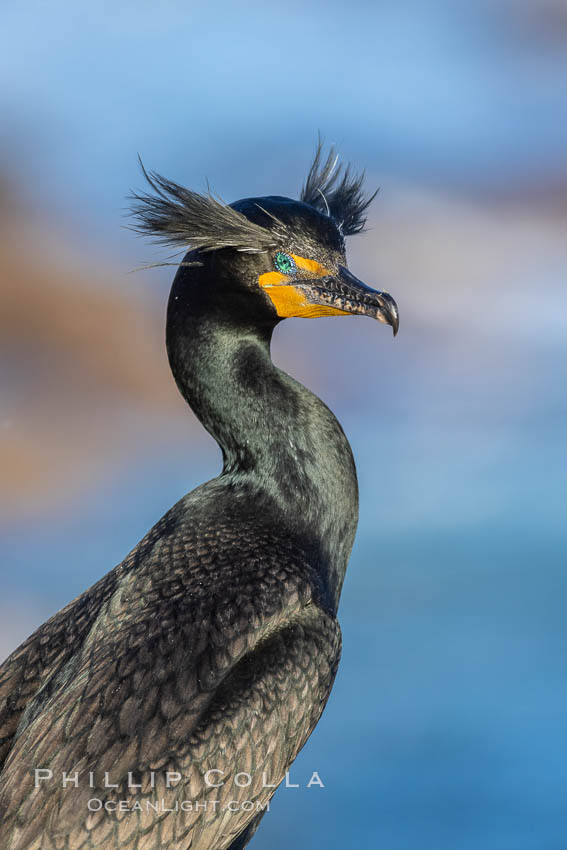 Double-crested cormorant nuptial crests, tufts of feathers on each side of the head, plumage associated with courtship and mating. La Jolla, California, USA, Phalacrocorax auritus, natural history stock photograph, photo id 36849