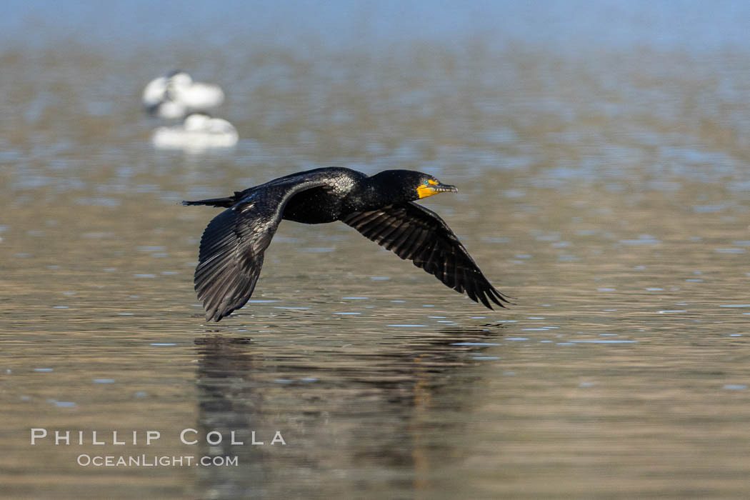 Double crested cormorant flying over Lake Hodges, Phalacrocorax auritus, San Diego, California Double crested cormorant flying over Lake Hodges, Phalacrocorax auritus, San Diego, California