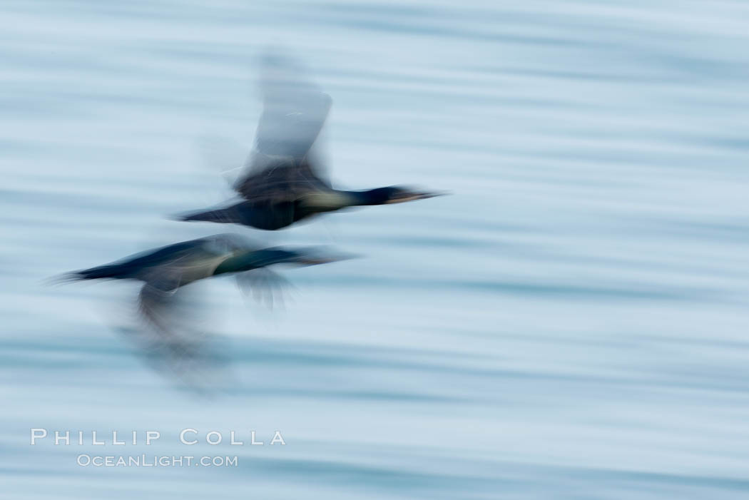 Double-crested cormorants in flight at sunrise, long exposure produces a blurred motion. La Jolla, California, USA, Phalacrocorax auritus, natural history stock photograph, photo id 15286