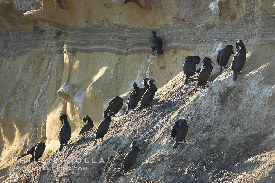 Double-crested cormorants gather and rest on cliffs. La Jolla, California, USA, Phalacrocorax auritus, natural history stock photograph, photo id 15574
