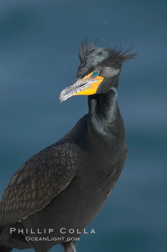 Double-crested cormorant, breeding plumage showing tufts. La Jolla, California, USA, Phalacrocorax auritus, natural history stock photograph, photo id 15746