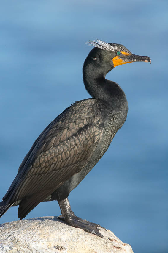 Double-crested cormorant, breeding plumage showing tufts. La Jolla, California, USA, Phalacrocorax auritus, natural history stock photograph, photo id 15786