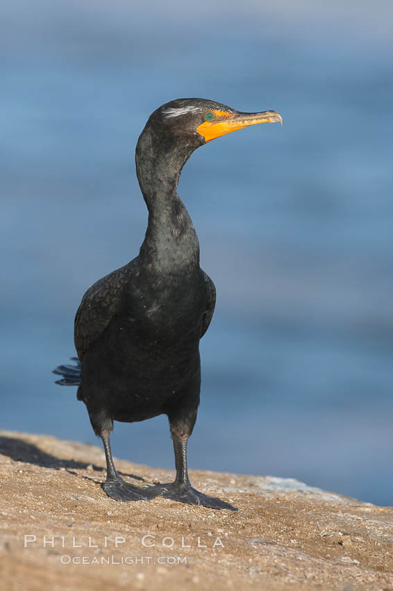 Double-crested cormorant. La Jolla, California, USA, Phalacrocorax auritus, natural history stock photograph, photo id 15790