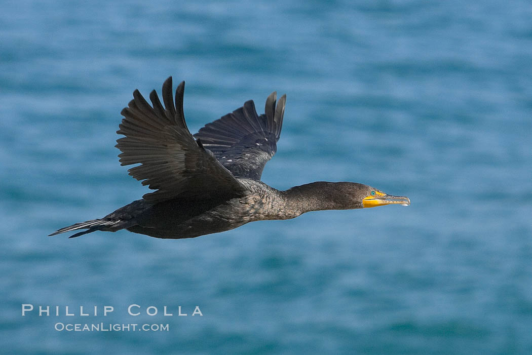 Double-crested cormorant in flight. La Jolla, California, USA, Phalacrocorax auritus, natural history stock photograph, photo id 18306