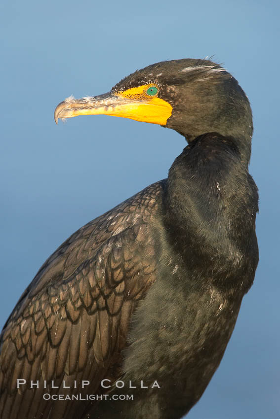Double-crested cormorant. La Jolla, California, USA, Phalacrocorax auritus, natural history stock photograph, photo id 18362