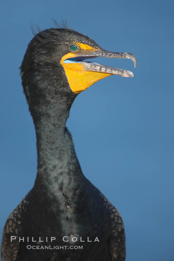 Double-crested cormorant portrait. La Jolla, California, USA, Phalacrocorax auritus, natural history stock photograph, photo id 18454
