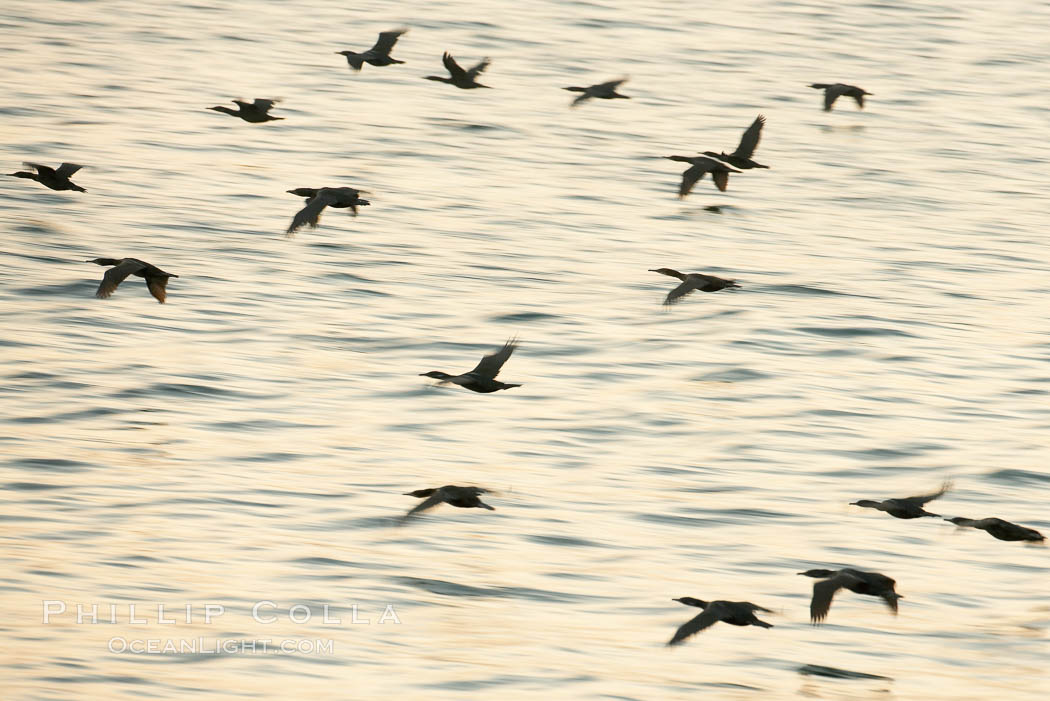 Double-crested cormorants in flight at sunrise, long exposure produces a blurred motion. La Jolla, California, USA, Phalacrocorax auritus, natural history stock photograph, photo id 15284