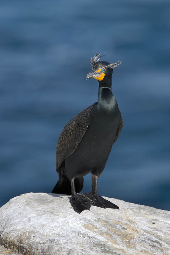 Double-crested cormorant, breeding plumage showing tufts. La Jolla, California, USA, Phalacrocorax auritus, natural history stock photograph, photo id 15748