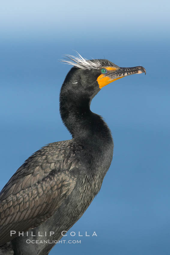 Double-crested cormorant, breeding plumage showing tufts. La Jolla, California, USA, Phalacrocorax auritus, natural history stock photograph, photo id 15784