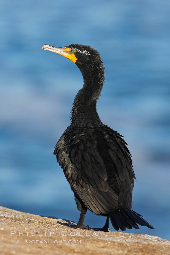 Double-crested cormorant. La Jolla, California, USA, Phalacrocorax auritus, natural history stock photograph, photo id 15788