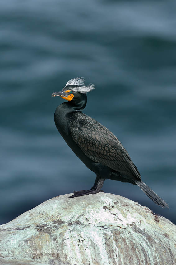 Double-crested cormorant, breeding plumage showing tufts. La Jolla, California, USA, Phalacrocorax auritus, natural history stock photograph, photo id 15747