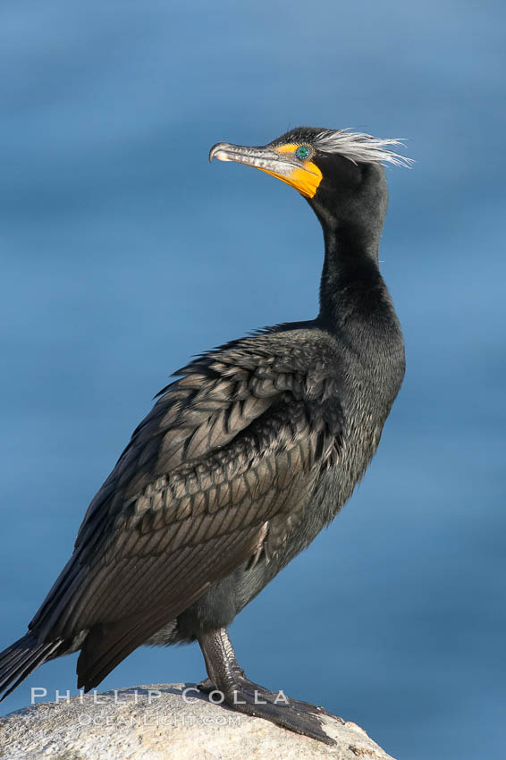 Double-crested cormorant, breeding plumage showing tufts. La Jolla, California, USA, Phalacrocorax auritus, natural history stock photograph, photo id 15787