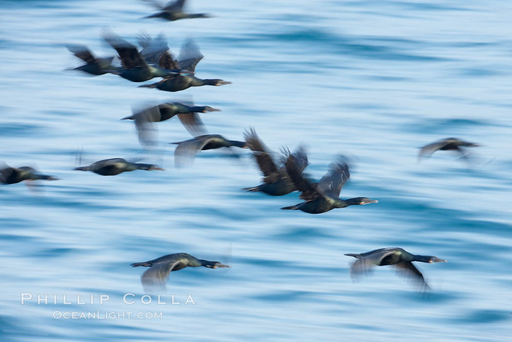 Double-crested cormorants in flight at sunrise, long exposure produces a blurred motion. La Jolla, California, USA, Phalacrocorax auritus, natural history stock photograph, photo id 15285