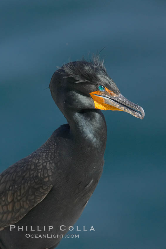 Double-crested cormorant, breeding plumage showing tufts. La Jolla, California, USA, Phalacrocorax auritus, natural history stock photograph, photo id 15749