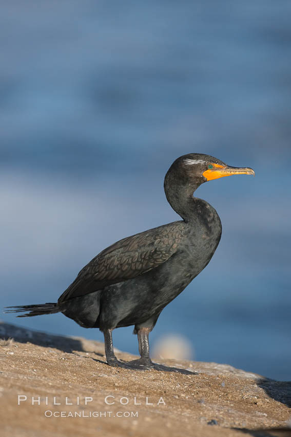 Double-crested cormorant. La Jolla, California, USA, Phalacrocorax auritus, natural history stock photograph, photo id 15789