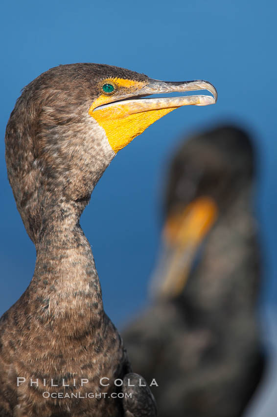 Double-crested cormorants, portrait. La Jolla, California, USA, Phalacrocorax auritus, natural history stock photograph, photo id 18456