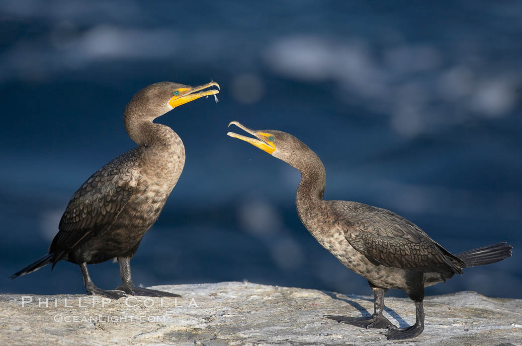 Juvenile double-crested cormorants sparring with beaks. La Jolla, California, USA, Phalacrocorax auritus, natural history stock photograph, photo id 19980