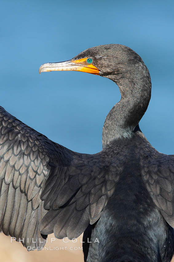 Double-crested cormorant, breeding plumage showing tufts. La Jolla, California, USA, Phalacrocorax auritus, natural history stock photograph, photo id 20956