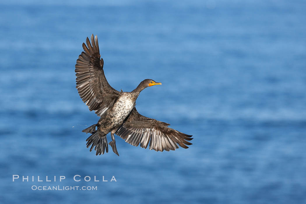 Double-crested cormorant, breeding plumage showing tufts. La Jolla, California, USA, Phalacrocorax auritus, natural history stock photograph, photo id 20960