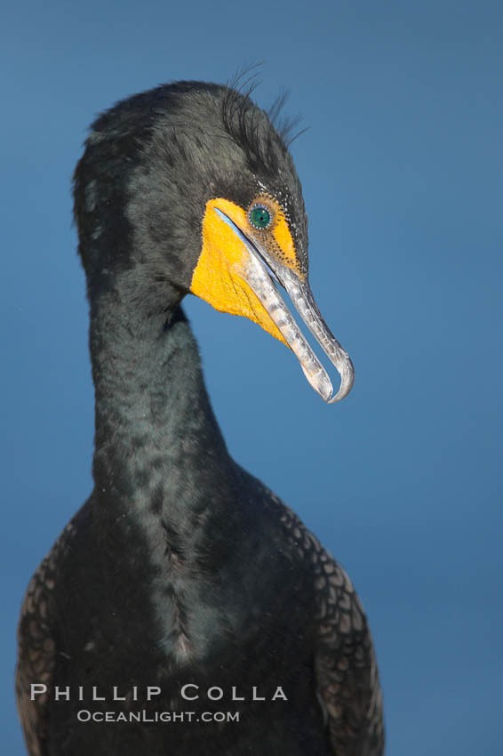 Double-crested cormorant portrait. La Jolla, California, USA, Phalacrocorax auritus, natural history stock photograph, photo id 18455