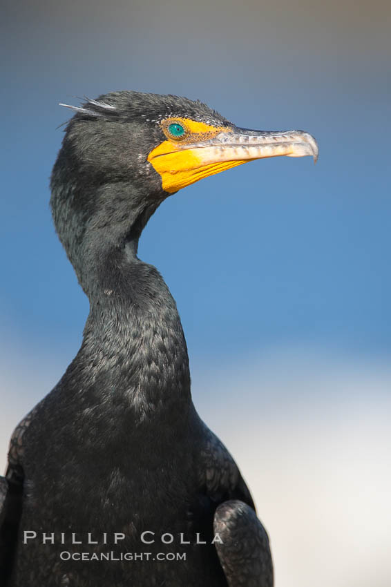 Double-crested cormorant portrait. La Jolla, California, USA, Phalacrocorax auritus, natural history stock photograph, photo id 18459