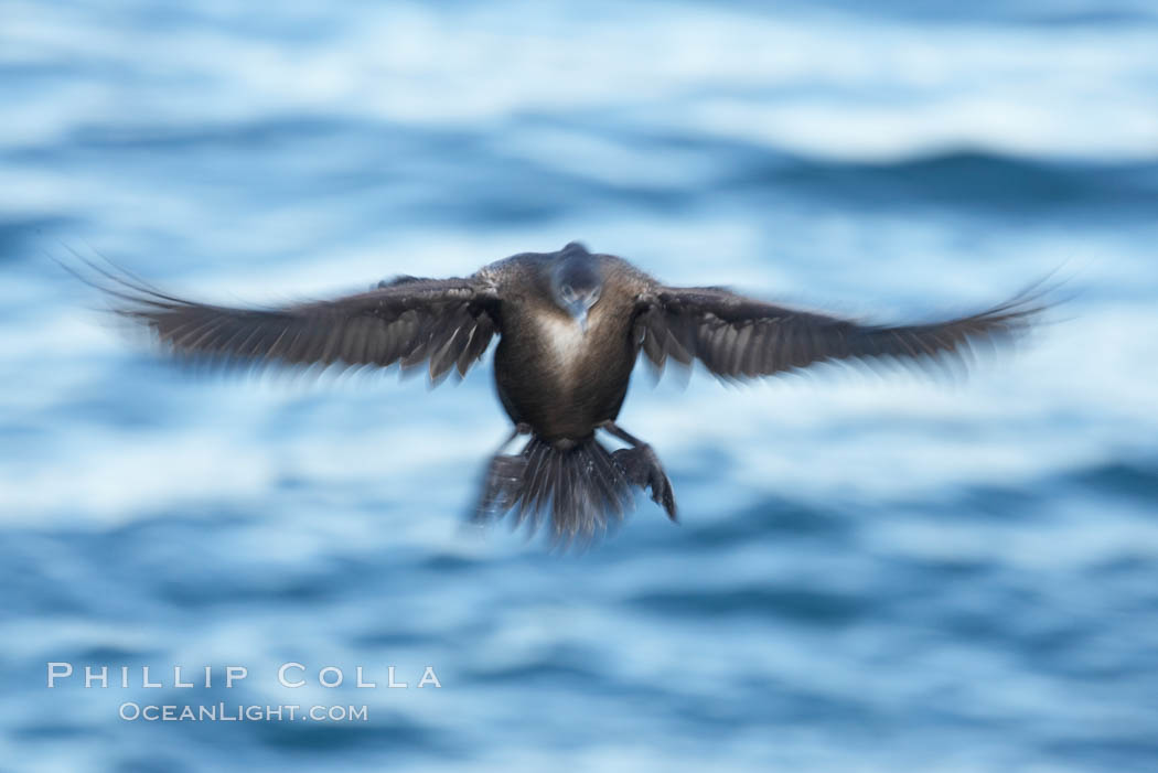 Double-crested cormorant in flight at sunrise, long exposure produces a blurred motion. La Jolla, California, USA, Phalacrocorax auritus, natural history stock photograph, photo id 20095