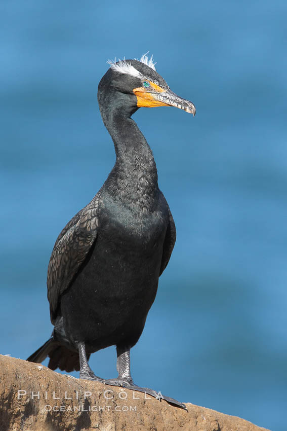 Double-crested cormorant, breeding plumage showing tufts. La Jolla, California, USA, Phalacrocorax auritus, natural history stock photograph, photo id 20955