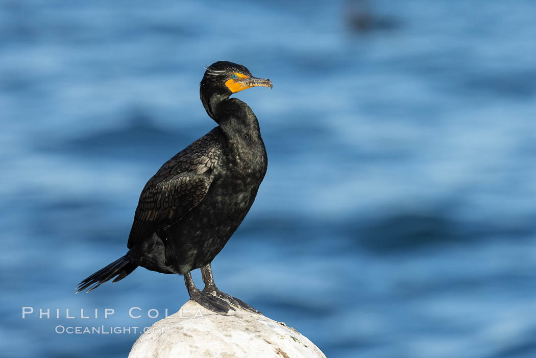 Double-crested cormorant, La Jolla. California, USA, natural history stock photograph, photo id 36835