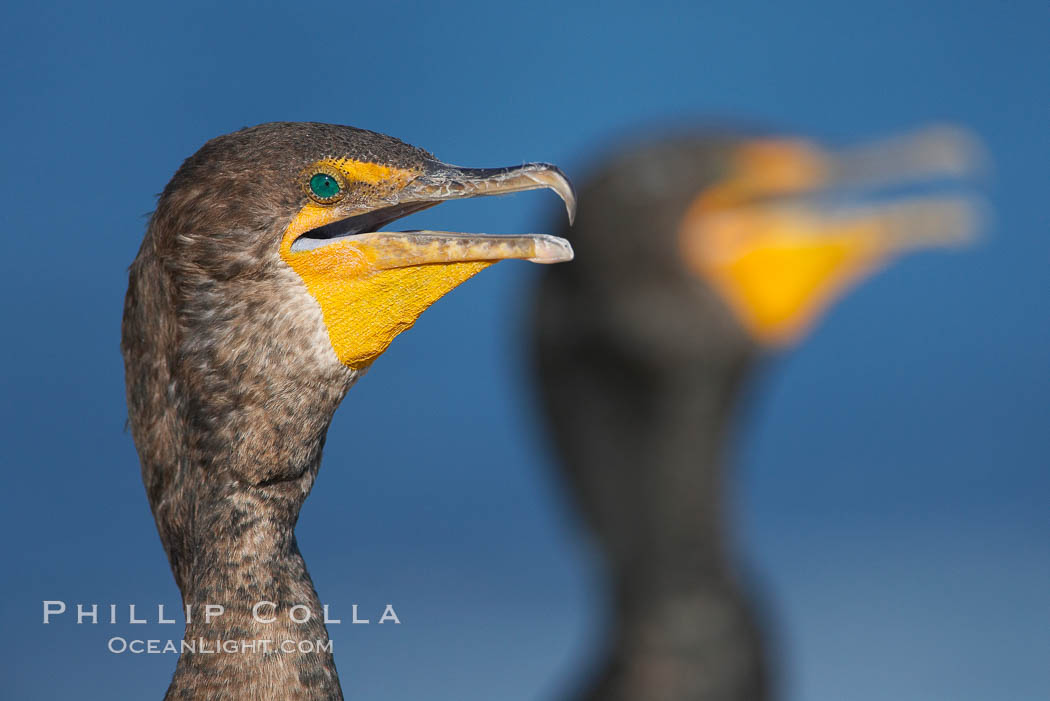 Double-crested cormorants, portrait. La Jolla, California, USA, Phalacrocorax auritus, natural history stock photograph, photo id 18457