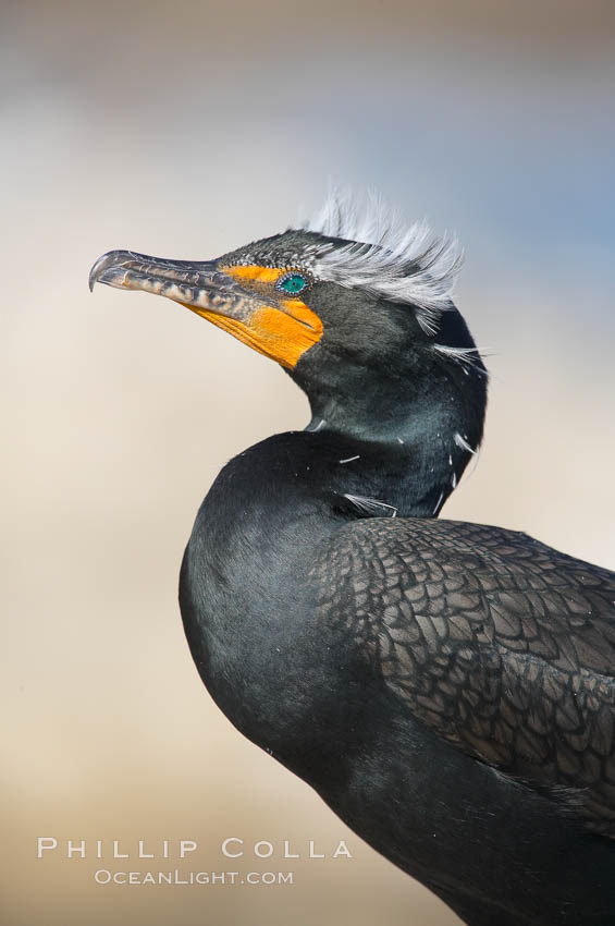 Double-crested cormorant (Phalacrocorax auritus), mating plumage. La Jolla, California, USA, Phalacrocorax auritus, natural history stock photograph, photo id 18549